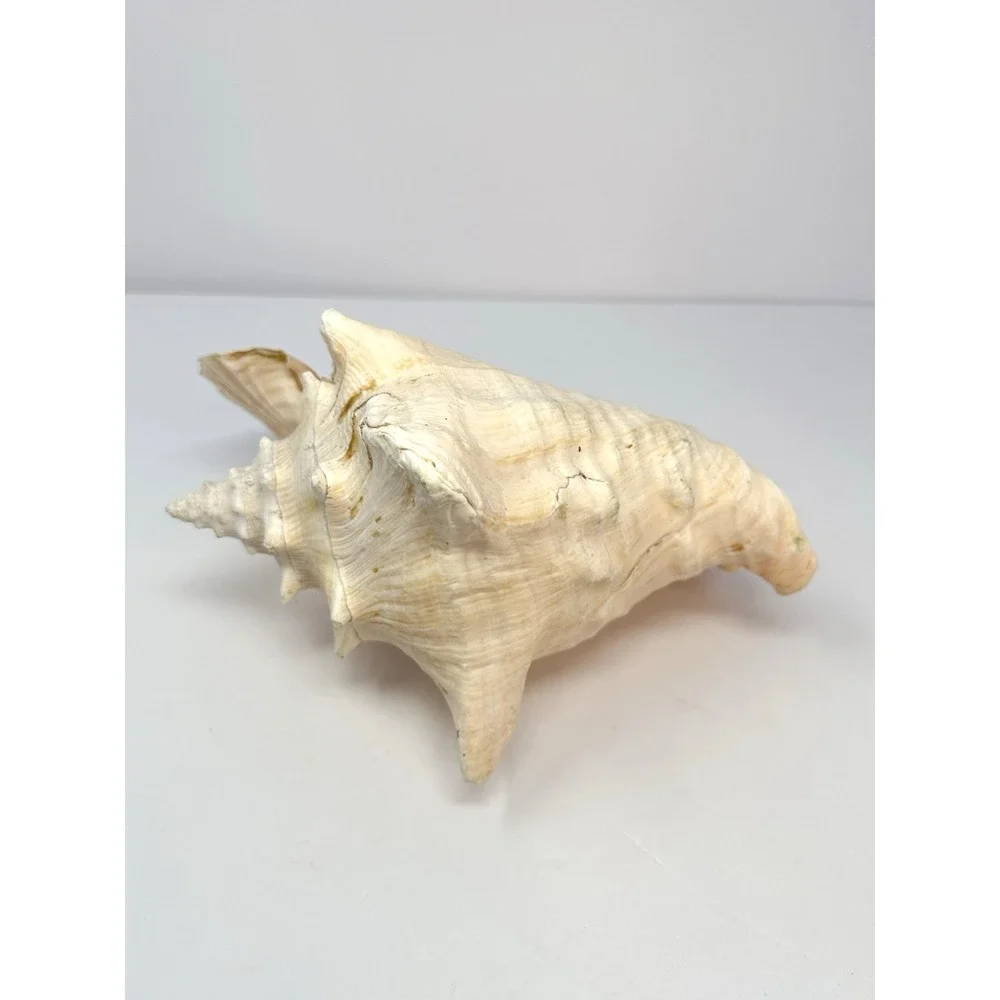 Large Natural Sea Shell Queen Conch 10
